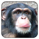 Humans vs. Apes APK