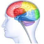 The Brain's Link to the Senses biểu tượng