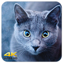 APK Cute Cats Live wallpapers 3D Ultra HD 4K 2018