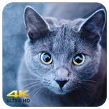 Cute Cats Live wallpapers 3D Ultra HD 4K 2018