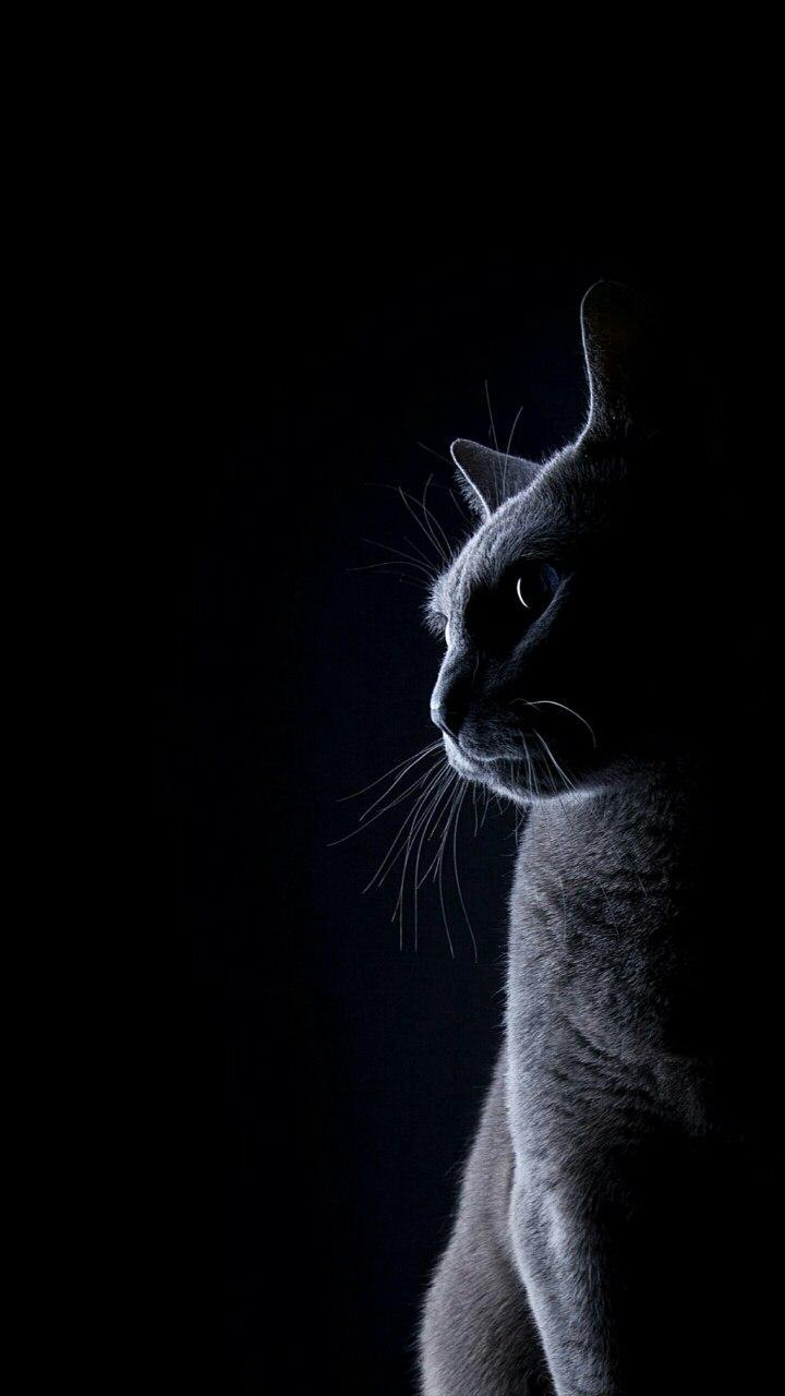 /v2/image/Y29tLk1KRGV2LkNhdHNfc2Ny... /v2/image/Y29tLk1KRGV2LkNhdHNfc2Ny...