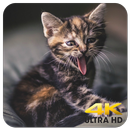APK Cute Animals wallpapers 4K (Ultra HD)