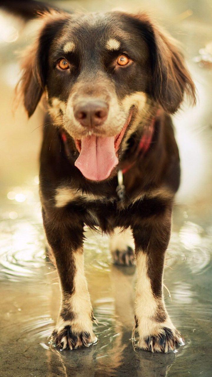 Tải xuống APK Cool Dogs wallpapers 4k (Ultra HD) cho Android Tải xuống APK Cool Dogs wallpapers 4k (Ultra HD) cho Android
