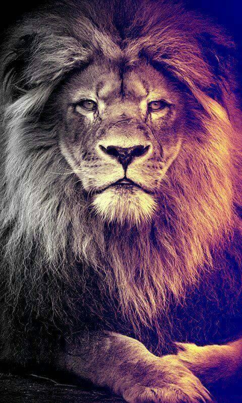 Lion Wallpapers HD 4K for Android - APK Download