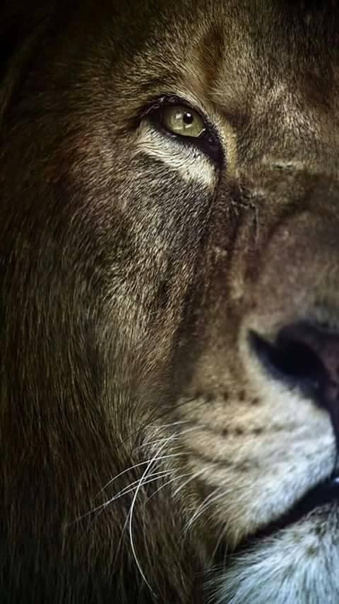 Lion Wallpapers HD 4K APK for Android Download Lion Wallpapers HD 4K APK for Android Download