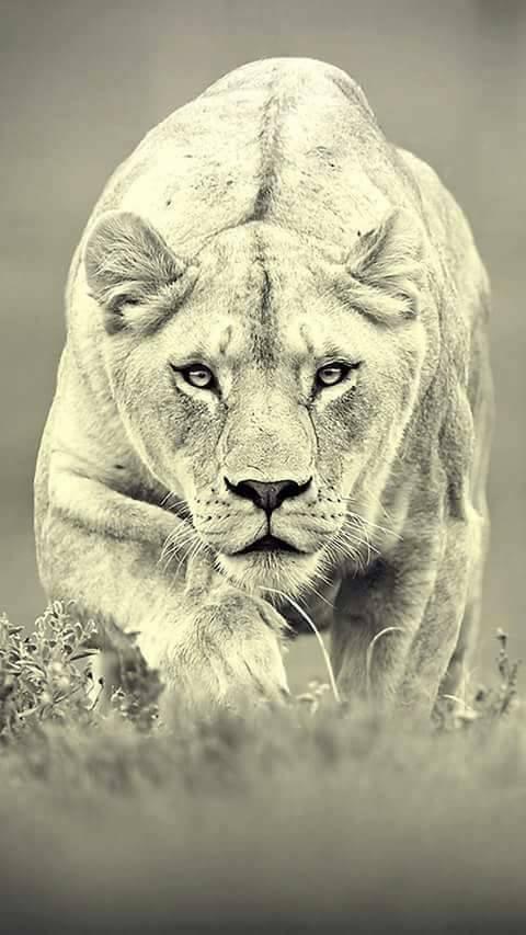 Lion Wallpapers HD 4K APK for Android Download Lion Wallpapers HD 4K APK for Android Download