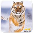 APK Wild Tigers Wallpapers 4K (Ultra HD)