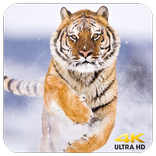 Wild Tigers Wallpapers 4K (Ultra HD)