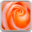 Macro Rose Live Wallpaper