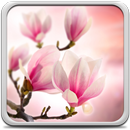 Magnolia Live Wallpaper APK