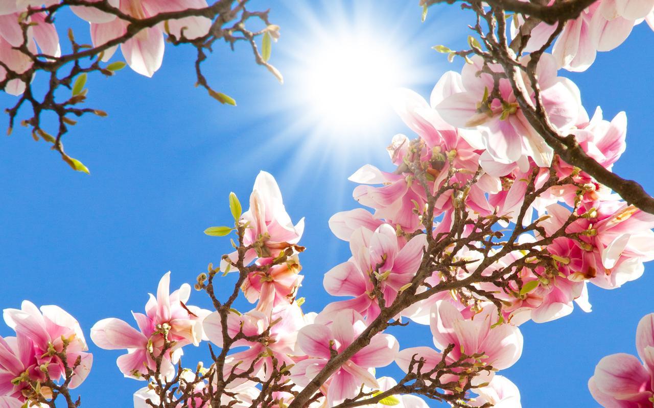 Magnolia Gambar Animasi For Android APK Download