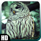 Icona Owl Wallpaper