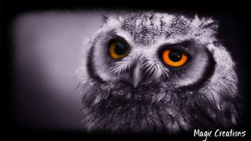 3 Schermata Owl Wallpaper