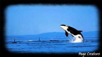 برنامه‌نما Orca Wallpaper عکس از صفحه