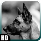 German Shepherd Wallpaper simgesi