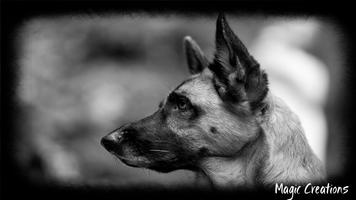 German Shepherd Wallpaper Plakat