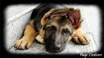 German Shepherd Wallpaper 截图 1