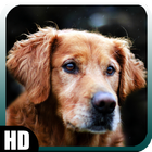 Golden Retriever Wallpaper icon