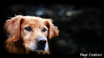 Golden Retriever Wallpaper 截图 1