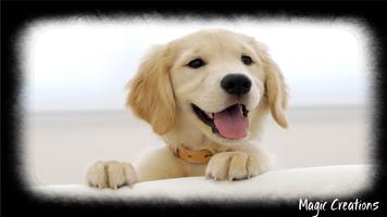 برنامه‌نما Golden Retriever Wallpaper عکس از صفحه