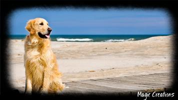 Golden Retriever Wallpaper syot layar 3