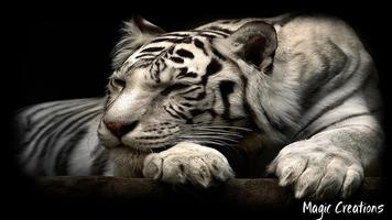 White Tiger Wallpaper ポスター