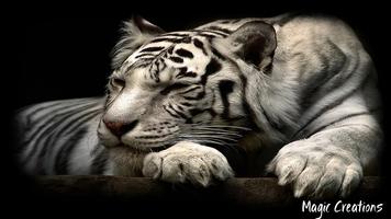 White Tiger Wallpaper โปสเตอร์