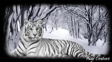 White Tiger Wallpaper 스크린샷 1