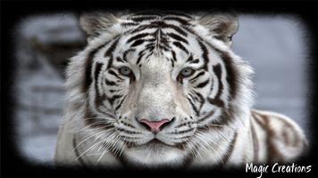 برنامه‌نما White Tiger Wallpaper عکس از صفحه