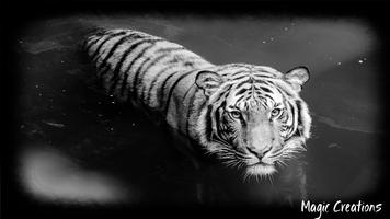 White Tiger Wallpaper ảnh chụp màn hình 3