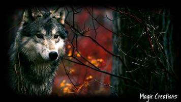 Wolf Wallpaper captura de pantalla 2