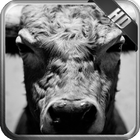 Bull Wallpaper ícone