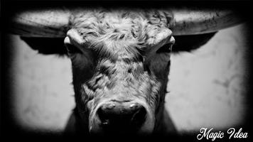 Bull Wallpaper Affiche