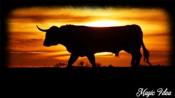 Bull Wallpaper imagem de tela 1