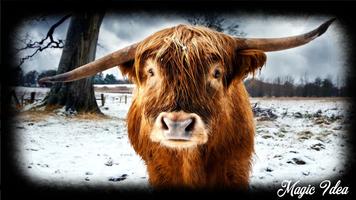 Bull Wallpaper imagem de tela 3