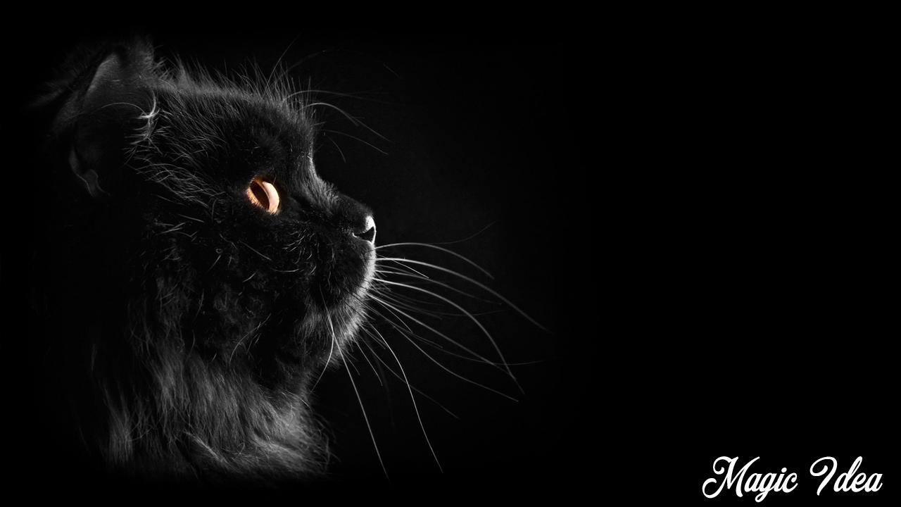 Black Cat Wallpaper For Android Apk Download