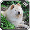 Chow Chow Wallpaper