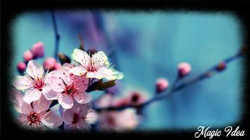 Cherry Blossom Wallpaper capture d'écran 3