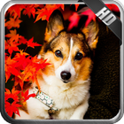 Corgi Wallpaper icono