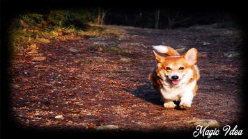 Corgi Wallpaper captura de pantalla 3