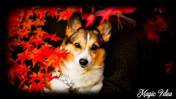 Corgi Wallpaper Poster