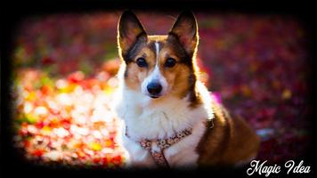 Corgi Wallpaper captura de pantalla 1
