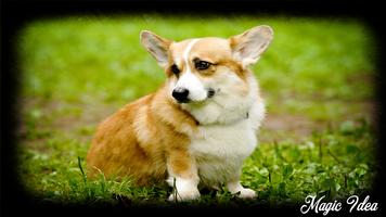 Corgi Wallpaper captura de pantalla 2