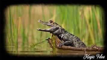 Crocodile Wallpaper screenshot 2
