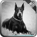 Doberman Wallpaper