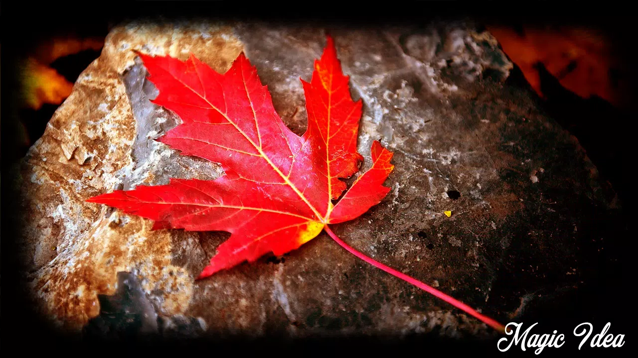 Dry Leaves Wallpaper APK pour Android Télécharger Dry Leaves Wallpaper APK pour Android Télécharger