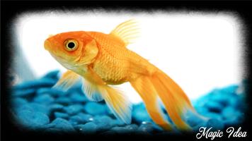 Gold Fish Wallpaper capture d'écran 2