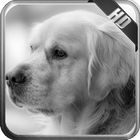 Golden Retriever Wallpaper أيقونة