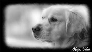 Golden Retriever Wallpaper Affiche