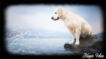 Golden Retriever Wallpaper تصوير الشاشة 1